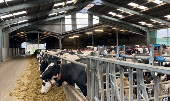 black and white dairy cows feeding in the shed at Low Ballees Farm